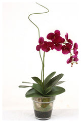 WaterlookÂ® Violet Phaleanopsis Orchid with Whip Grass