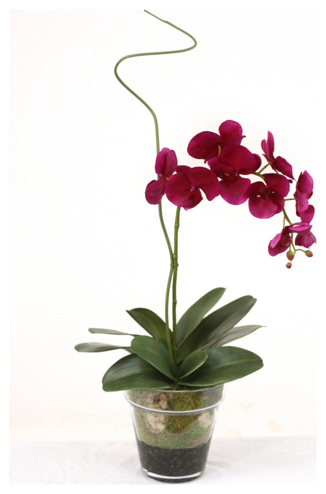 WaterlookÂ® Violet Phaleanopsis Orchid with Whip Grass