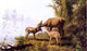 Arthur Fitzwilliam Tait Deer in the Woods, 18"x27" Wall Decal