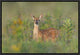 "Fragrance Of Summer" Framed Canvas Giclee by Nick Kalathas, 19x13"