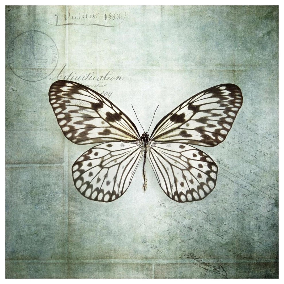 "French Butterfly V" Digital Paper Print by Debra Van Swearingen, 38"x38"