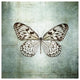 "French Butterfly V" Digital Paper Print by Debra Van Swearingen, 38"x38"