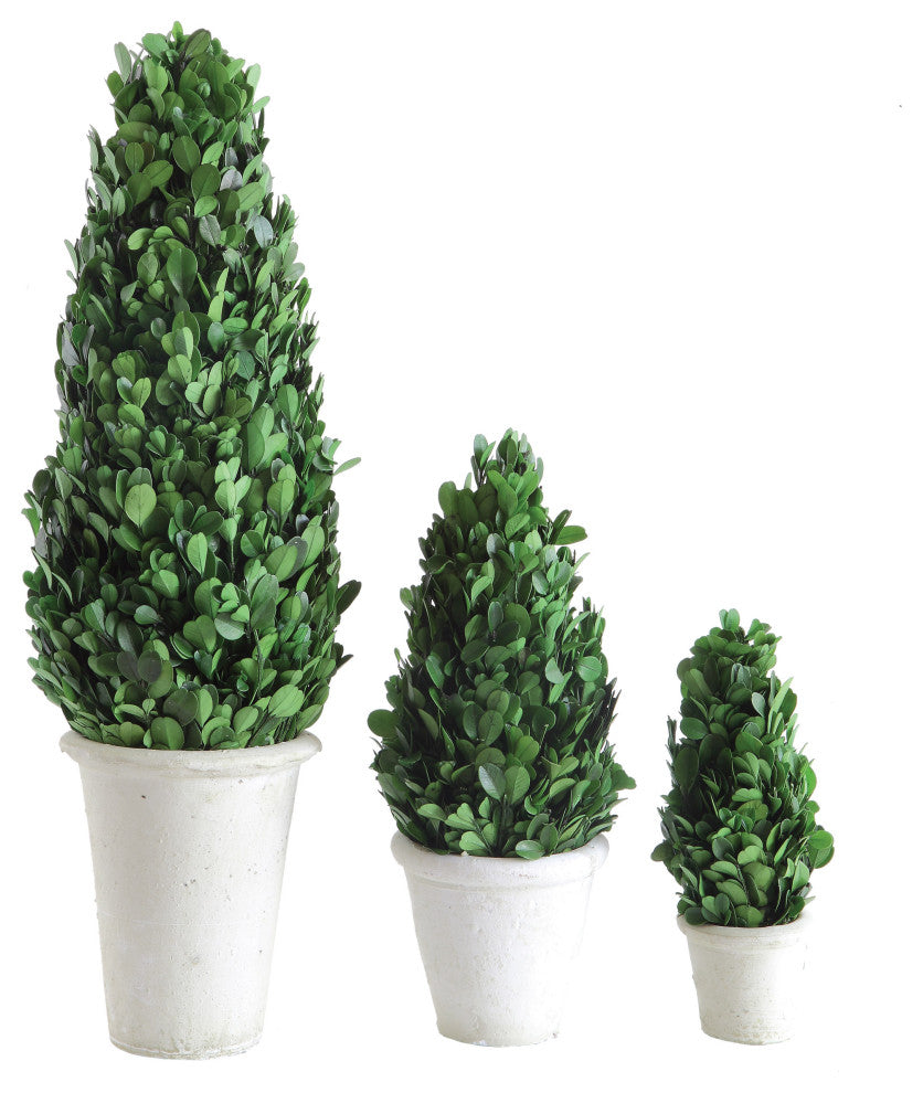 17" Preserved Boxwood Cone Topiary in Clay Pot
