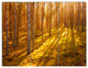 Beautiful Sunrays in Thick Forest, Modern Forest Canvas Art, 36x28, 3 Panels