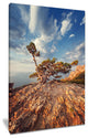 "Sunrise With Old Tree at Peak" Landscape Photo Wall Art, 16"x32"