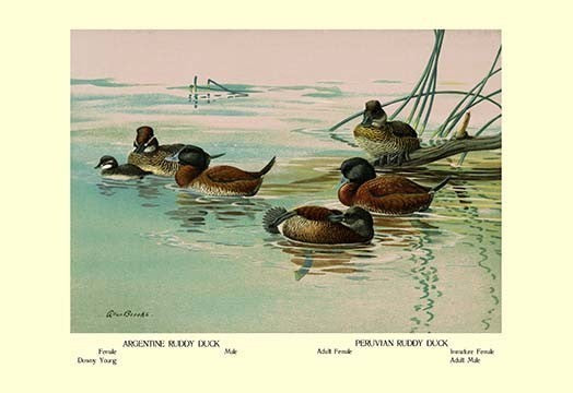 Argentine and Peruvian Ruddy Ducks- Gallery Wrapped Canvas Art 28" x 42"