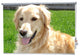 "Golden Retriever" Artwork, 4' Shade, Partial Sheer