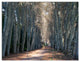 Road in Thick Autumn Woods, Modern Forest Triptych Canvas Art, 36x28, 3 Panels
