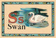 Swan- Fine Art Giclee Print 24" x 36"