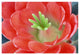 "Claret Cup Cactus flower, Arizona" Paper Print by Tim Fitzharris, 38"x26"