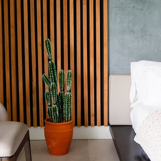 Lifestyle image showing the cactus fully in a real-room environment.