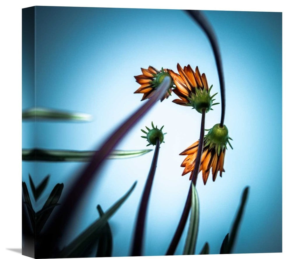 "Flowerlove" Stretched Canvas Giclee by Fgr100, 16"x16"