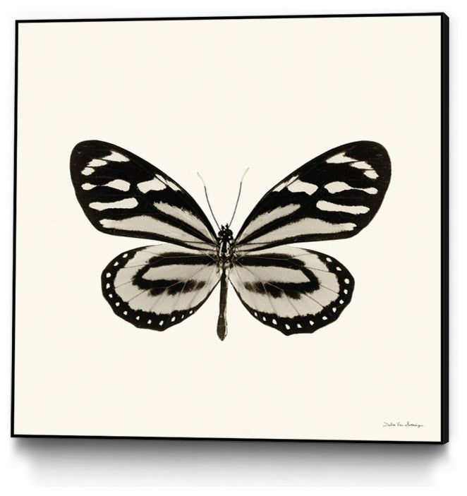 "Butterfly Viii Bw Crop" Art Block Framed Canvas, 30"x30"