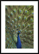 Indian Peafowl Male With Tail Fanned Out In Courtship Display, 26"x36"