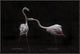 "Not All Is Rosy" Framed Canvas Giclee by Martine Benezech, 25x17"