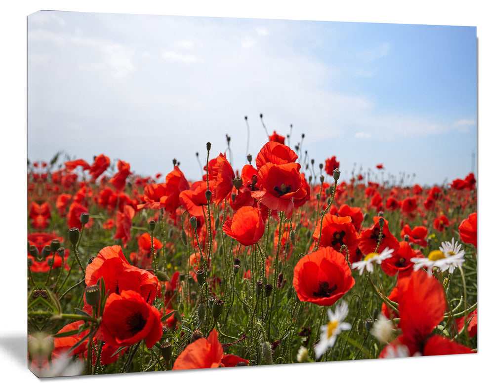 Red Poppies under Bright Blue Sky, Flower Artwork on Canvas, 60"x28"