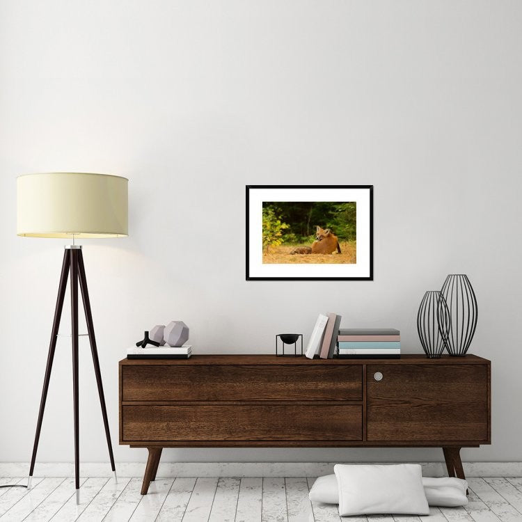 "Redfox, Algonquin Park" Framed Digital Print by Jim Cumming, 30x22"