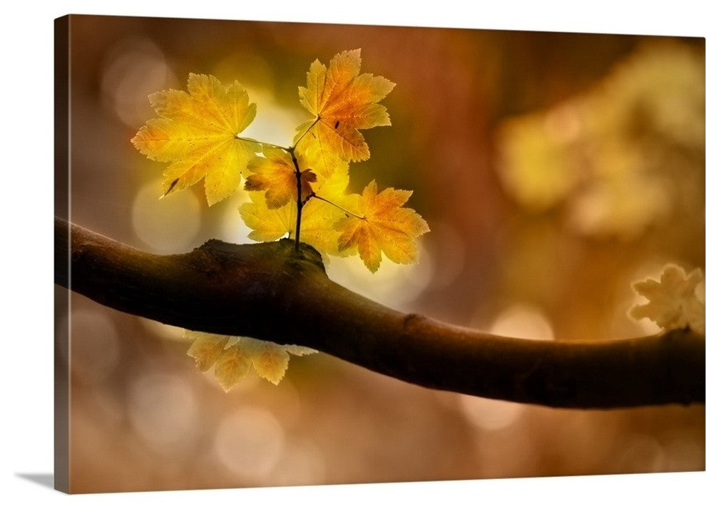 "In Autumn" Wrapped Canvas Art Print, 48"x32"x1.5"
