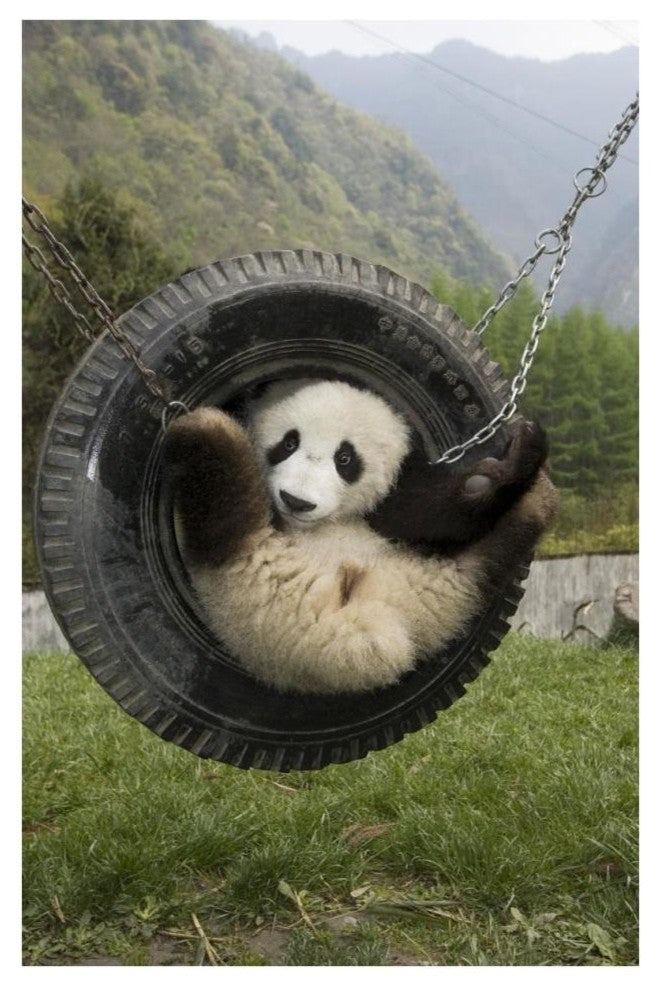 "Giant Panda cub playing in swing, Wolong Nature Reserve" Paper Art, 26"x38"