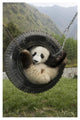 "Giant Panda cub playing in swing, Wolong Nature Reserve" Paper Art, 26"x38"
