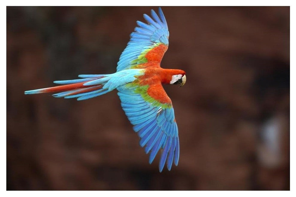 Red And Green Macaw Flying, Cerrado Habitat, Mato Grosso Do Sul, Brazil