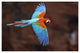 Red And Green Macaw Flying, Cerrado Habitat, Mato Grosso Do Sul, Brazil
