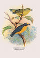 Violet Tanager - Framed Paper Poster 20" x 30"