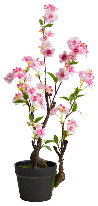 Primary product: full plant and pot shown on white background with no cropping.