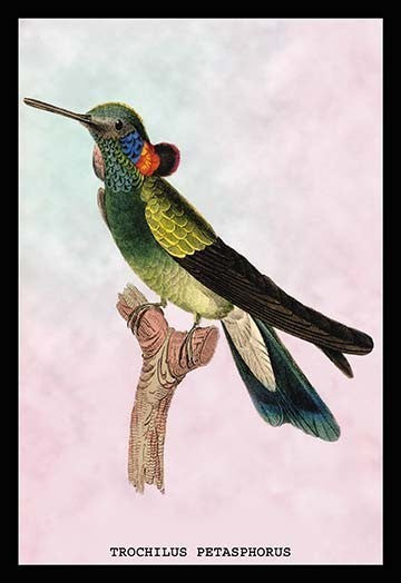 Hummingbird: Trochilus Petasphorus- Gallery Wrapped Canvas Art 28" x 42"