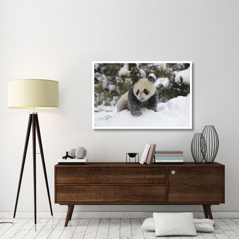 "Giant Panda cub playing in the snow, Wolong Nature Reserve" Paper Art, 50"x34"