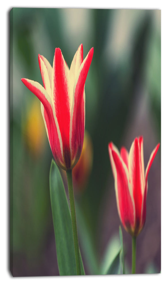 Large Tulips on Green Background, Large Flower Canvas Art Print, 16"x32"