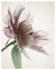 "Translucent Peony II" Digital Paper Print by Debra Van Swearingen, 18"x22"