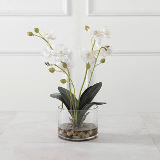 Uttermost Glory Orchid