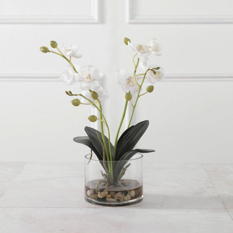 Uttermost Glory Orchid