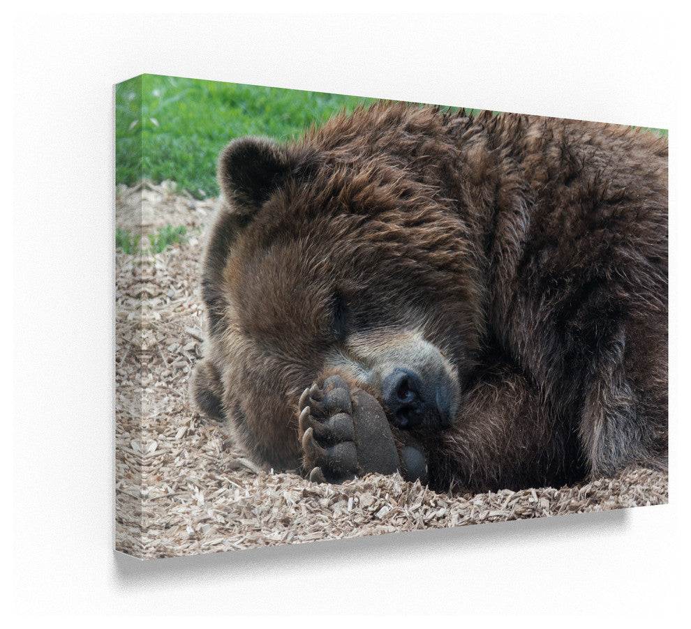 "Sleeping Bear" by Robert Michaud, Canvas Art