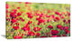 Beautiful Poppy Flowers Background, Large Flower Canvas Art Print, 32"x16"
