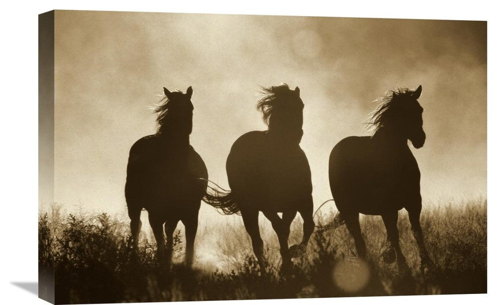 "Domestic Horse trio running at sunset, Oregon - Sepia" Canvas Giclee, 24"x16"