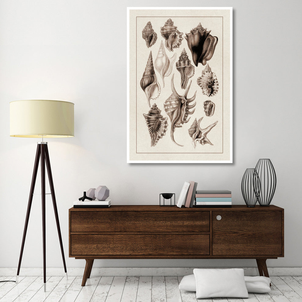 "Shells: Trachelipoda #5 (Sepia)" Digital Paper Print by G.B. Sowerby, 42"x62"