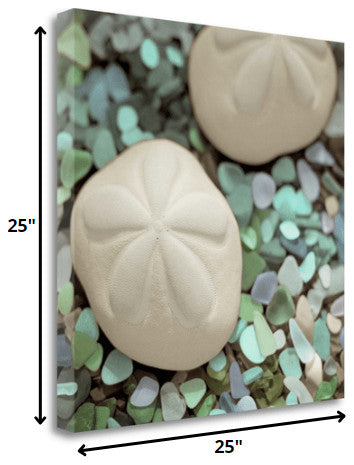 12" Two Sandollars and Seaglass 2 Giclee Wrap Canvas Wall Art