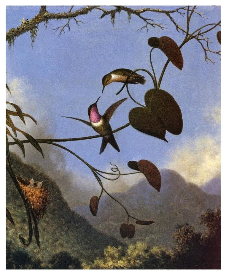"Amethyst Woodstar" Digital Paper Print by Martin Johnson Heade, 15"x18"