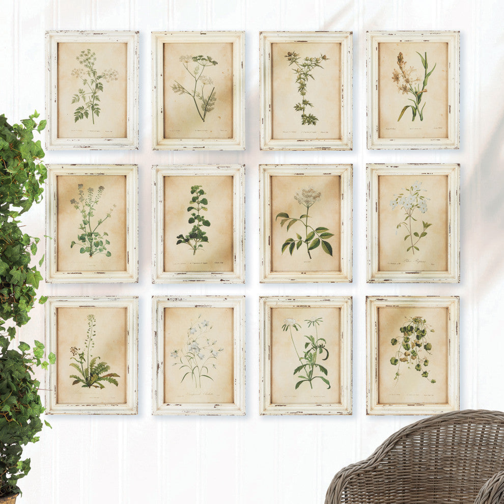 Frmd Wild Flower Botanical Prnt, Set of 12