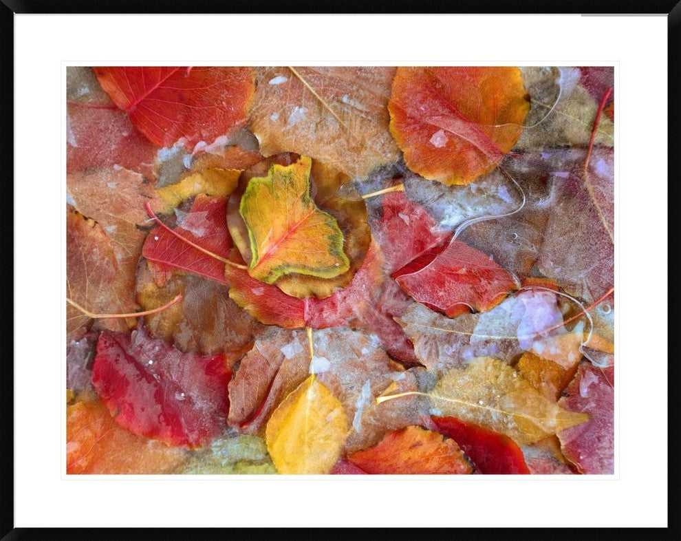 "Cottonwood frozen leaves, North America"  by Tim Fitzharris, 40x32"
