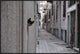 "Dantel Street Cat" Framed Canvas Giclee by Ali Ayer, 37x25"