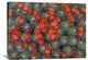 "Claret Cup Cactus Detail Of Flowers In Bloom, North America" Artwork, 32" x 24"