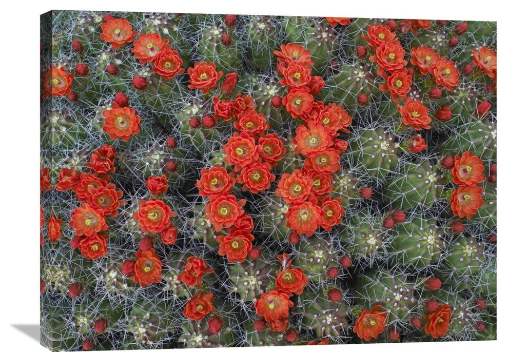"Claret Cup Cactus Detail Of Flowers In Bloom, North America" Artwork, 32" x 24"
