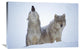 "Timber Wolves Close-Up Portrait Of Pair Howling In Snow, North America" Artwork