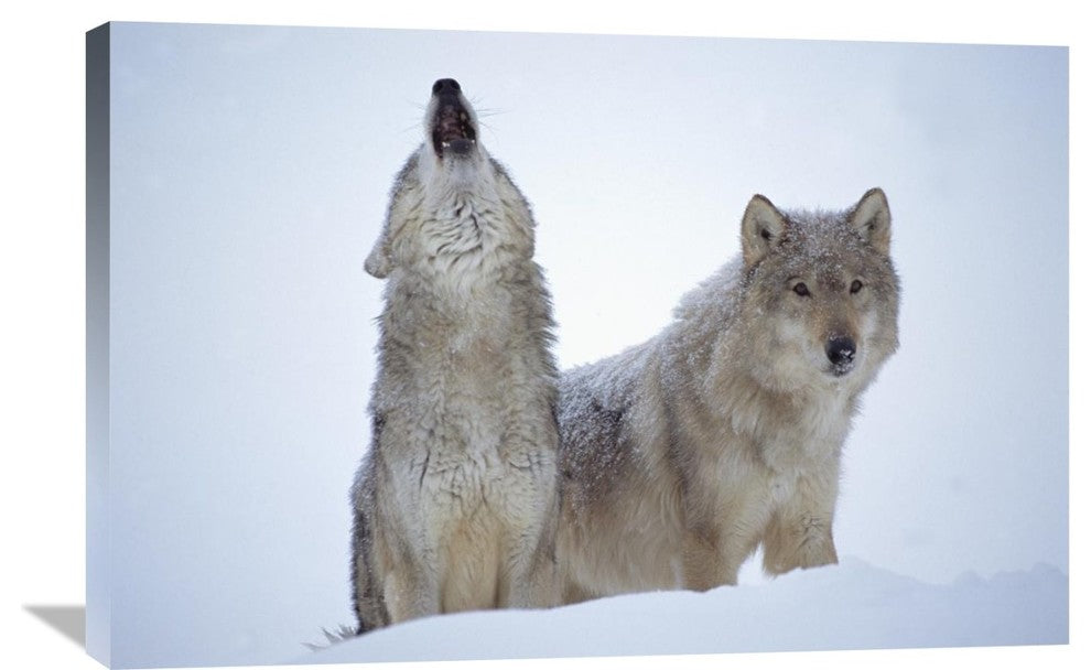 "Timber Wolves Close-Up Portrait Of Pair Howling In Snow, North America" Artwork