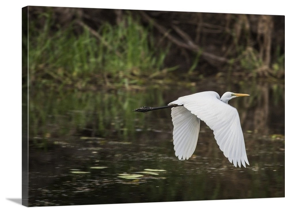 "Great White Egret" Wrapped Canvas Art Print, 36"x24"x1.5"
