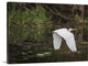 "Great White Egret" Wrapped Canvas Art Print, 36"x24"x1.5"