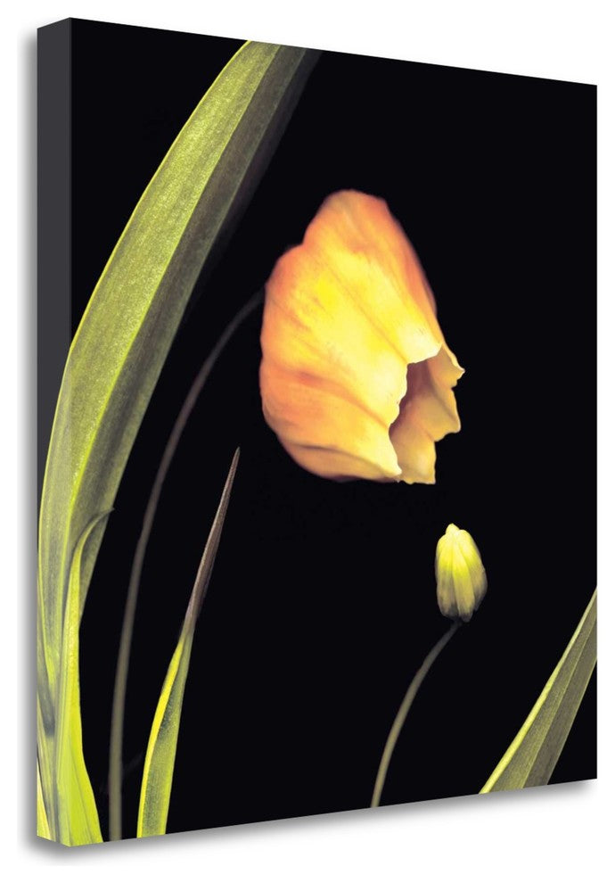 "Japanese Lanterns" By Andrew Levine, Giclee Print on Gallery Wrap Canvas